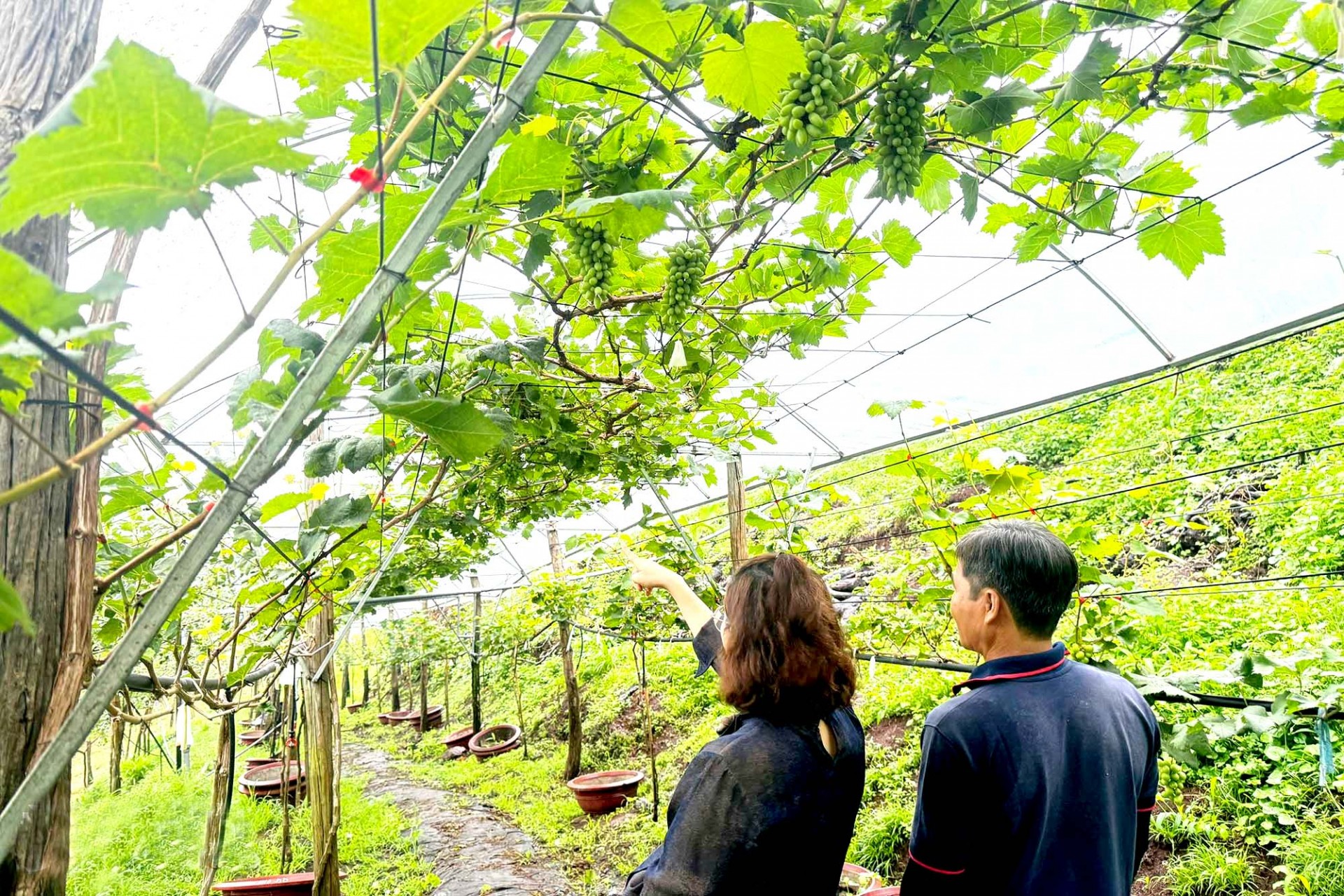 Vườn cây ăn trái tại Nông trại khoa học Cham Hill, phường Hàng Gòn được trồng theo hướng hữu cơ. Vườn cây ăn trái tại Nông trại khoa học Cham Hill, phường Hàng Gòn được trồng theo hướng hữu cơ.