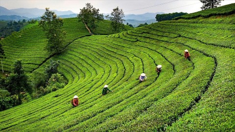 phu tho mo loi phat trien du lich tu gia tri ban dia