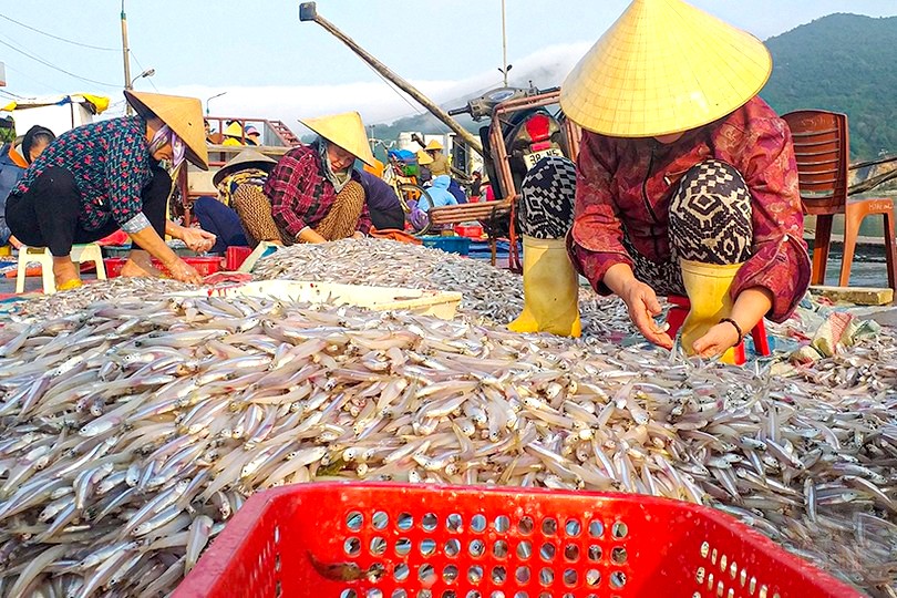 Cà Mau: Nước mắm truyền thống “lên sàn” thời công nghệ số