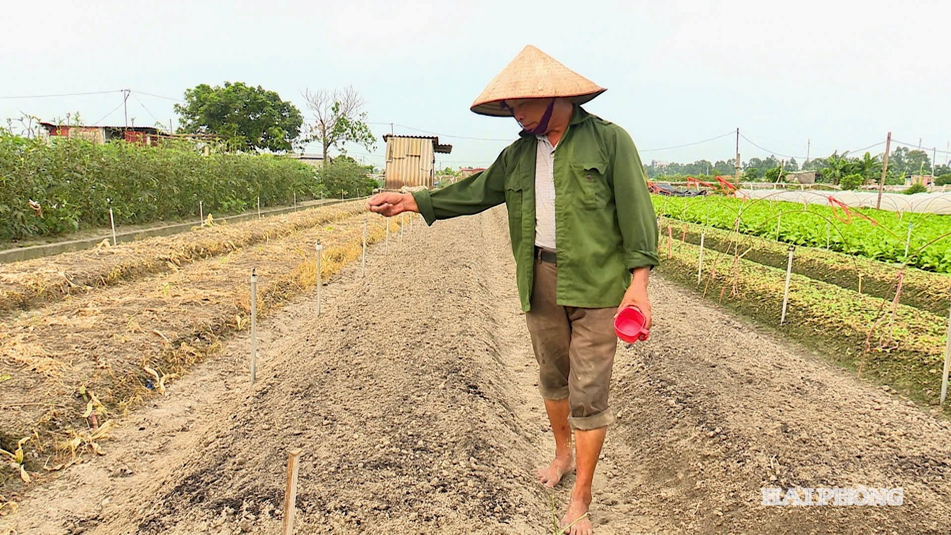 Hải Phòng ưu tiên mở rộng diện tích hành, tỏi trong vụ đông