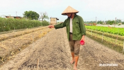 Hải Phòng ưu tiên mở rộng diện tích hành, tỏi trong vụ đông