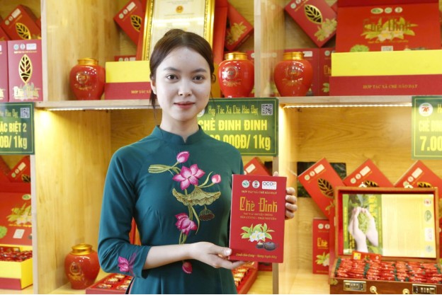 Chè Đinh thương hiệu OCOP 5 sao của HTX chè Hảo Đạt