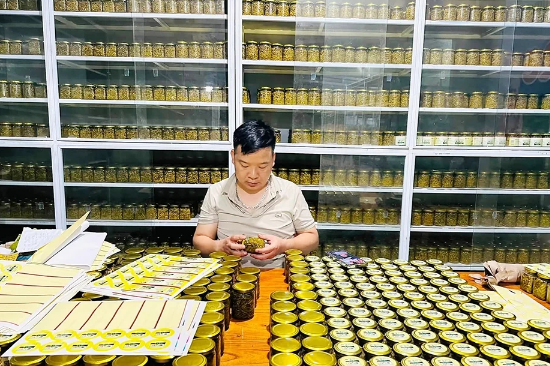 tu vi cay cua ot nui re vong den san pham ocop phu luong