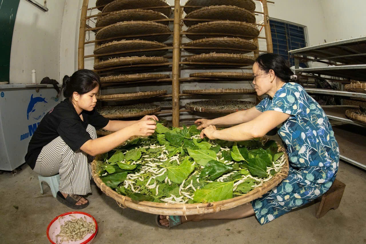 Người “đánh thức” nghề tơ tằm Phùng Xá