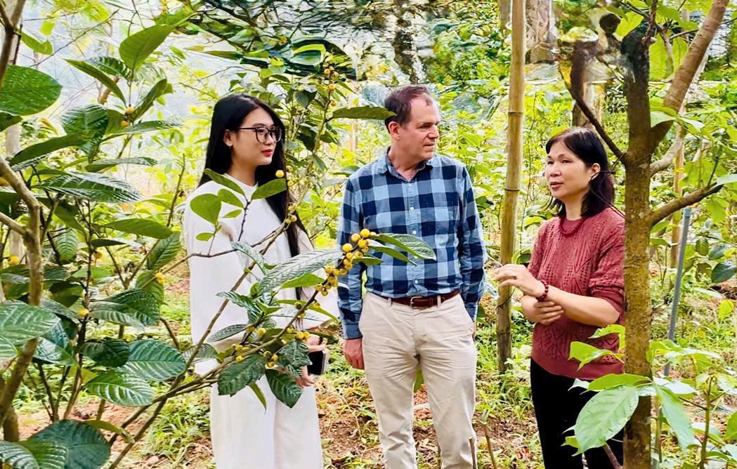 Trà hoa vàng: Từ nguồn gen quý đến sản phẩm OCOP Hà Nội
