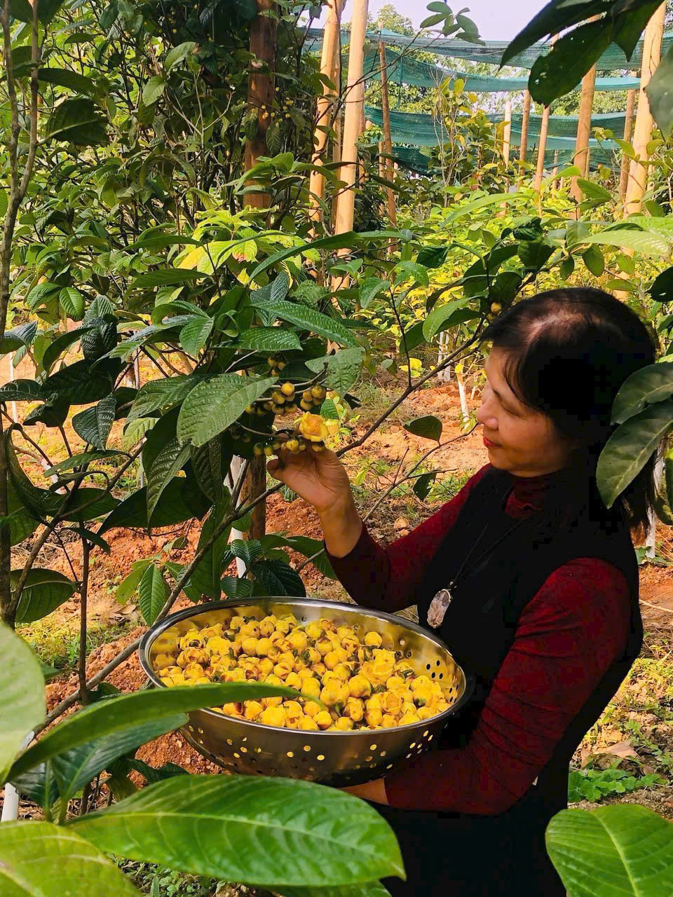 Trà hoa vàng: Từ nguồn gen quý đến sản phẩm OCOP Hà Nội