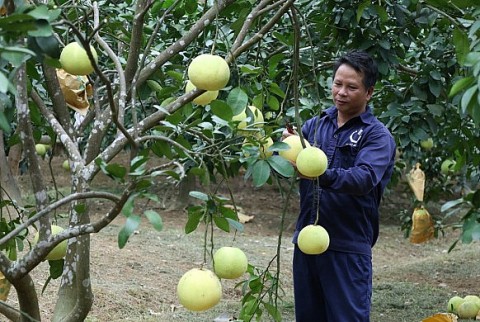 buoi phuc trach ha tinh giu nguon gen quy vuon tam thuong hieu quoc te