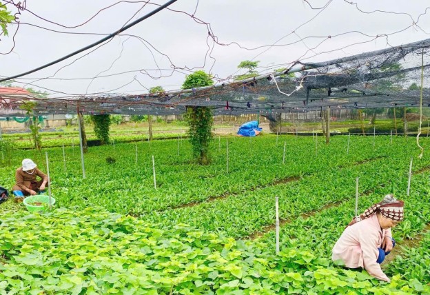 Việc phát triển nông nghiệp theo hướng công nghệ cao gắn với bảo vệ môi trường đang tạo bước đột phá trong tái cơ cấu ngành nông nghiệp Thanh Hóa