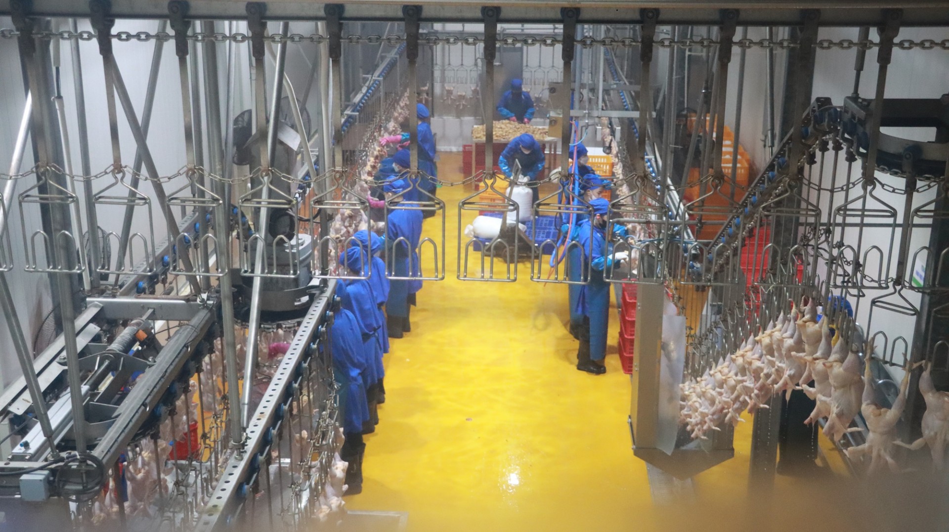 Dây chuyền giết mổ gia cầm tại Công ty TNHH Green Chicken, Cụm công nghiệp Hà Bình Phương, xã Thường Tín, thành phố Hà Nội. Dây chuyền giết mổ gia cầm tại Công ty TNHH Green Chicken, Cụm công nghiệp Hà Bình Phương, xã Thường Tín, thành phố Hà Nội.