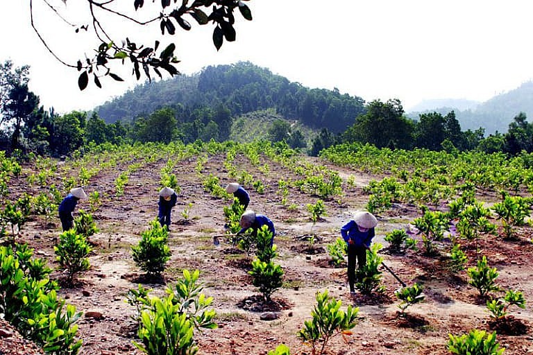 Thanh Hóa hỗ trợ kinh phí để Thực hiện nhiệm vụ bảo vệ và phát triển rừng
