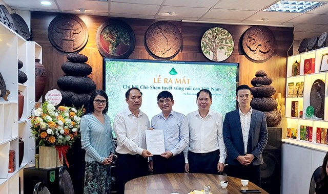 Nâng giá trị chè Shan tuyết vùng cao từ liên kết và chuẩn hóa sản xuất