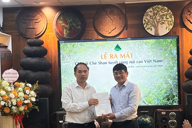 Nâng giá trị chè Shan tuyết vùng cao từ liên kết và chuẩn hóa sản xuất