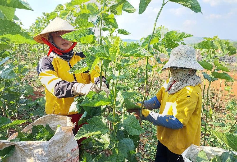 Trồng dâu nuôi tằm đang mở thêm một hướng sinh kế ở phía Tây Gia Lai, nhưng sự phát triển bền vững phụ thuộc vào tổ chức vùng nguyên liệu và liên kết đầu ra.