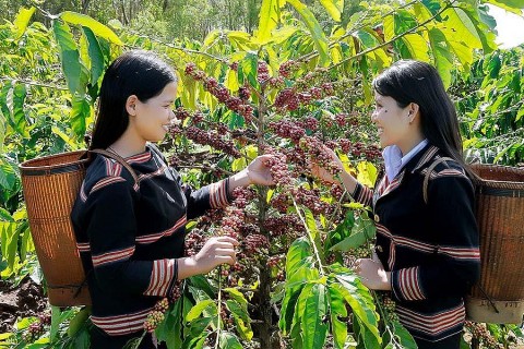 tay giai lai khong chi co mot loai cay tu loi the dat dai den bai toan xay dung vung nguyen lieu va chuoi gia tri moi