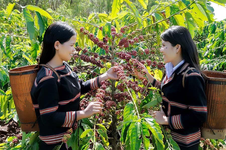 iên kết giữa hợp tác xã, nông dân và doanh nghiệp đang từng bước đưa cà phê Gia Lai từ sản xuất nguyên liệu sang chuỗi giá trị có hàm lượng gia tăng cao hơn.