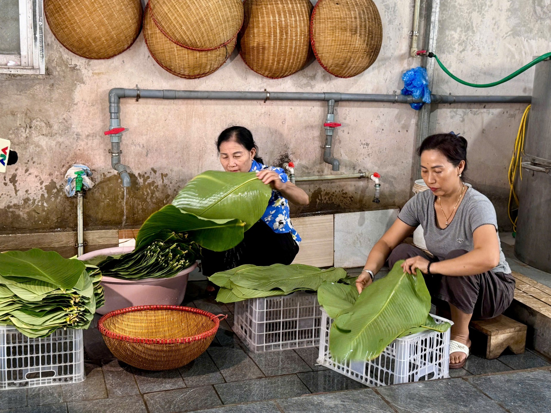 Lá dong được rửa sạch, chuẩn bị cho công đoạn gói bánh chưng Tranh Khúc