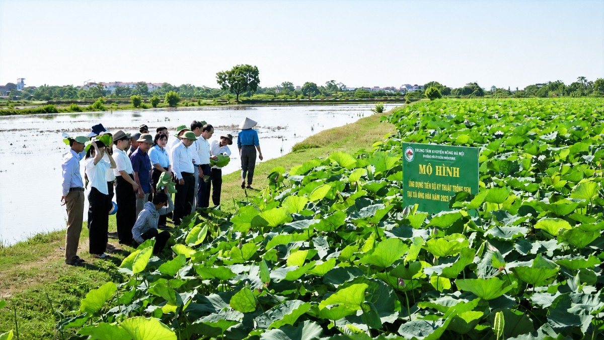 Mô hình sản xuất hoa sen thích ứng với biến đổi khí hậu, bảo vệ môi trường và đáp ứng nhu cầu thị trường của Hợp tác xã nông nghiệp Phú Chuyên (xã Chuyên Mỹ, Hà Nội) đem lại lợi nhuận từ 40-80 triệu đồng/ha năm đầu tiên. Mô hình sản xuất hoa sen thích ứng với biến đổi khí hậu, bảo vệ môi trường và đáp ứng nhu cầu thị trường của Hợp tác xã nông nghiệp Phú Chuyên (xã Chuyên Mỹ, Hà Nội) đem lại lợi nhuận từ 40-80 triệu đồng/ha năm đầu tiên.