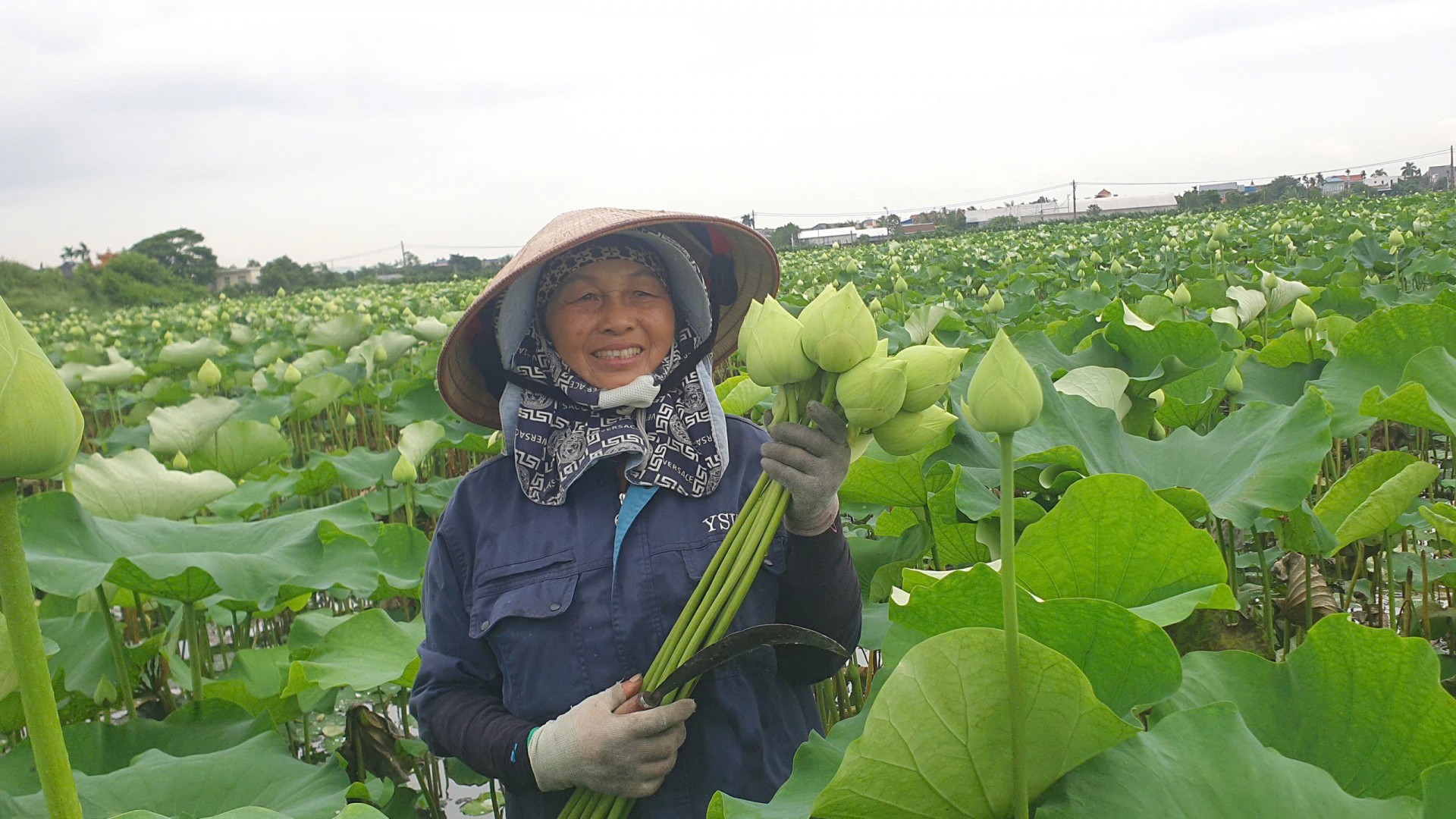 Người đưa sen Quan Âm nở mùa thu tại Hải Phòng