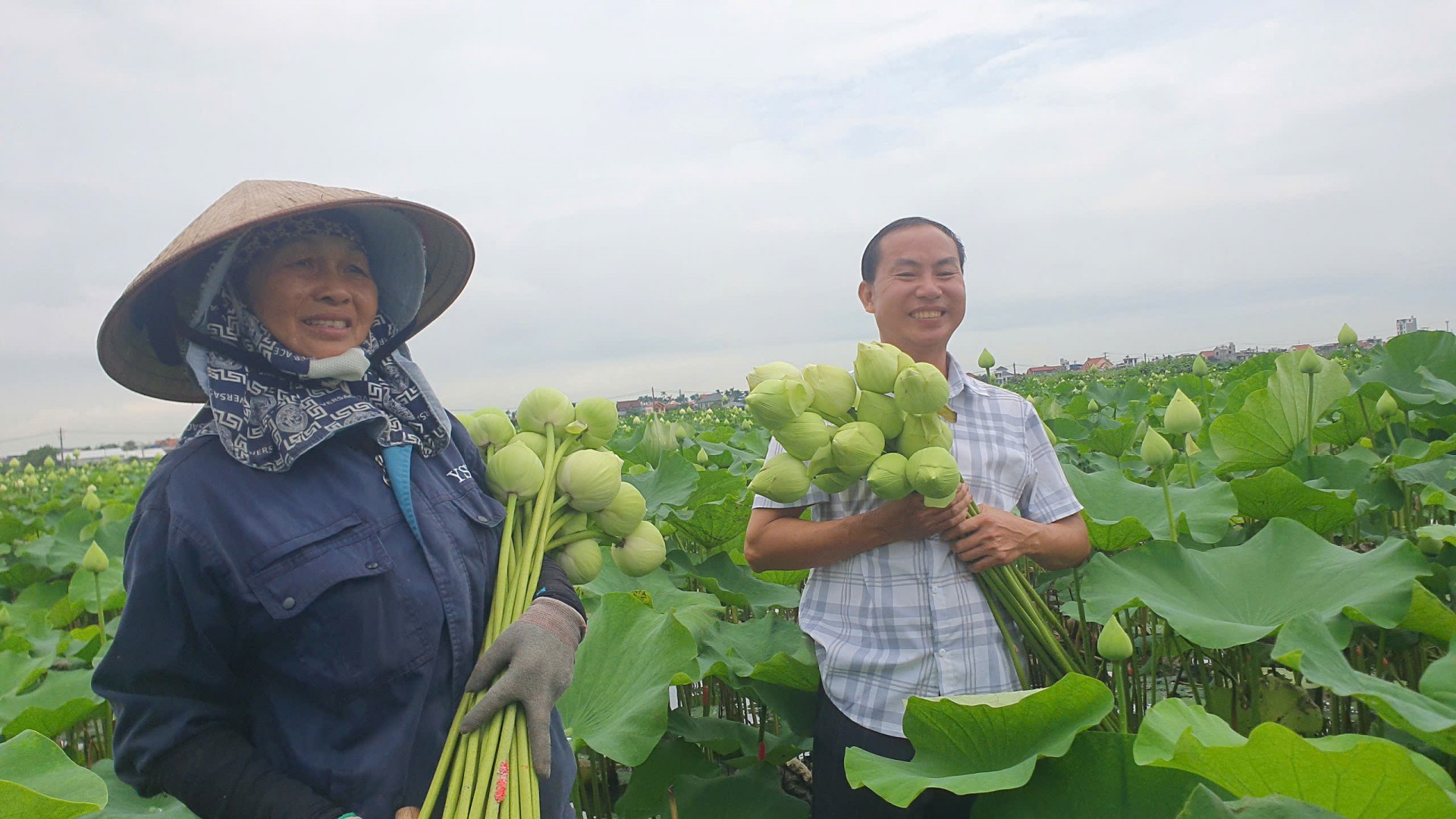 Người đưa sen Quan Âm nở mùa thu tại Hải Phòng