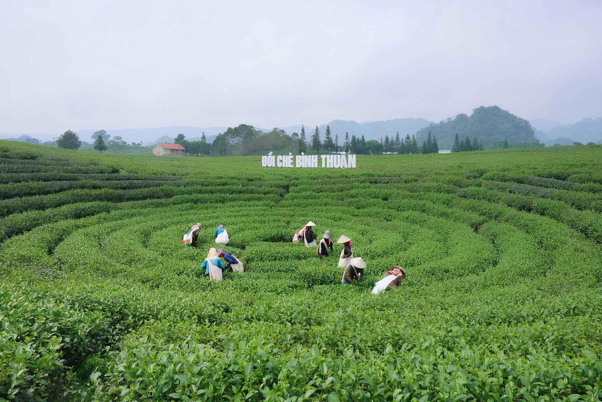 Sơn La: Nâng tầm OCOP bằng chất lượng và thị trường