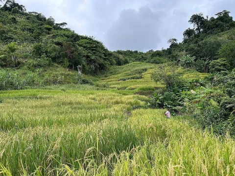 dua hat gao ray co tu ra khoi nuong ray