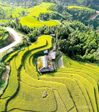 xa phin vao mua vang duoi nhung mai nha reu xanh