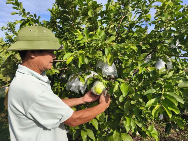 Ổi lê Di Trạch nông sản OCOP 4 sao