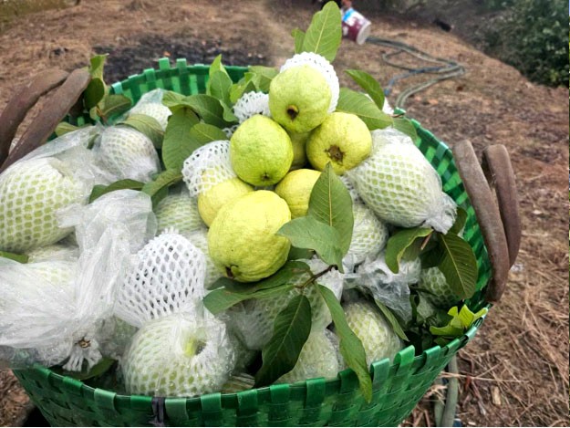 Ổi lê Di Trạch nông sản OCOP 4 sao