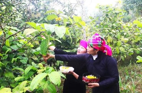 thai nguyen phat trien san pham ocop tu loi the vung nguyen lieu