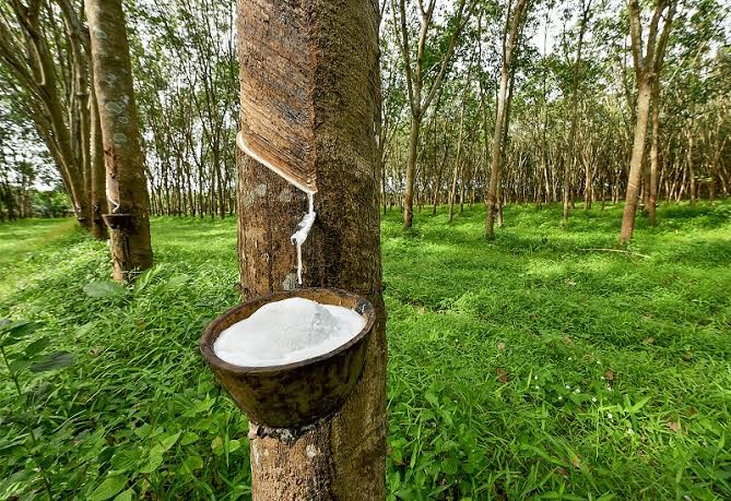 Chuyển từ 'tuân thủ' sang 'dẫn dắt': Lời giải cho nông, lâm sản Việt Nam trên bản đồ giá trị toàn cầu