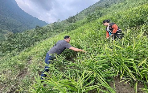 lao cai mo rong vung nguyen lieu duoc lieu