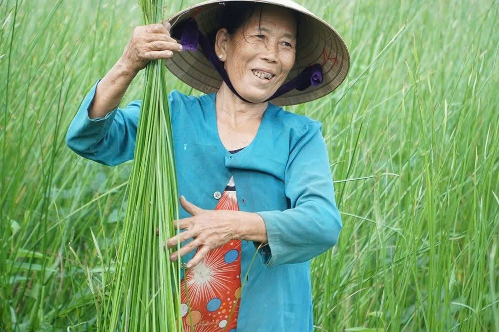 Những cánh đồng trồng cói trải dài ven sông Thu Bồn, là nguyên liệu chính dệt chiếu Những cánh đồng trồng cói trải dài ven sông Thu Bồn, là nguyên liệu chính dệt chiếu