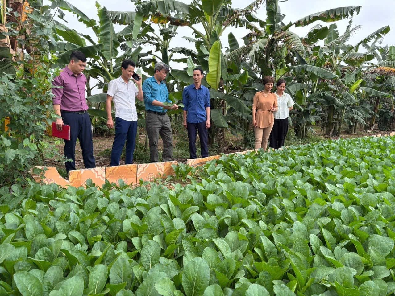 Vùng rau an toàn xã Minh Châu