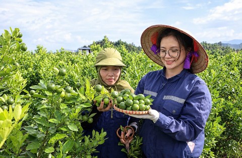 quat vietgap vao san choi ocop