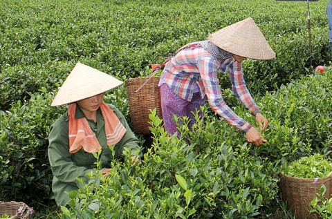 chi dan dia ly va ocop nang tam nong san viet
