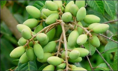 Trám xanh Cao Bằng thành đặc sản được 