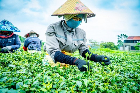 quang ninh ocop tao suc bat kinh te nong thon