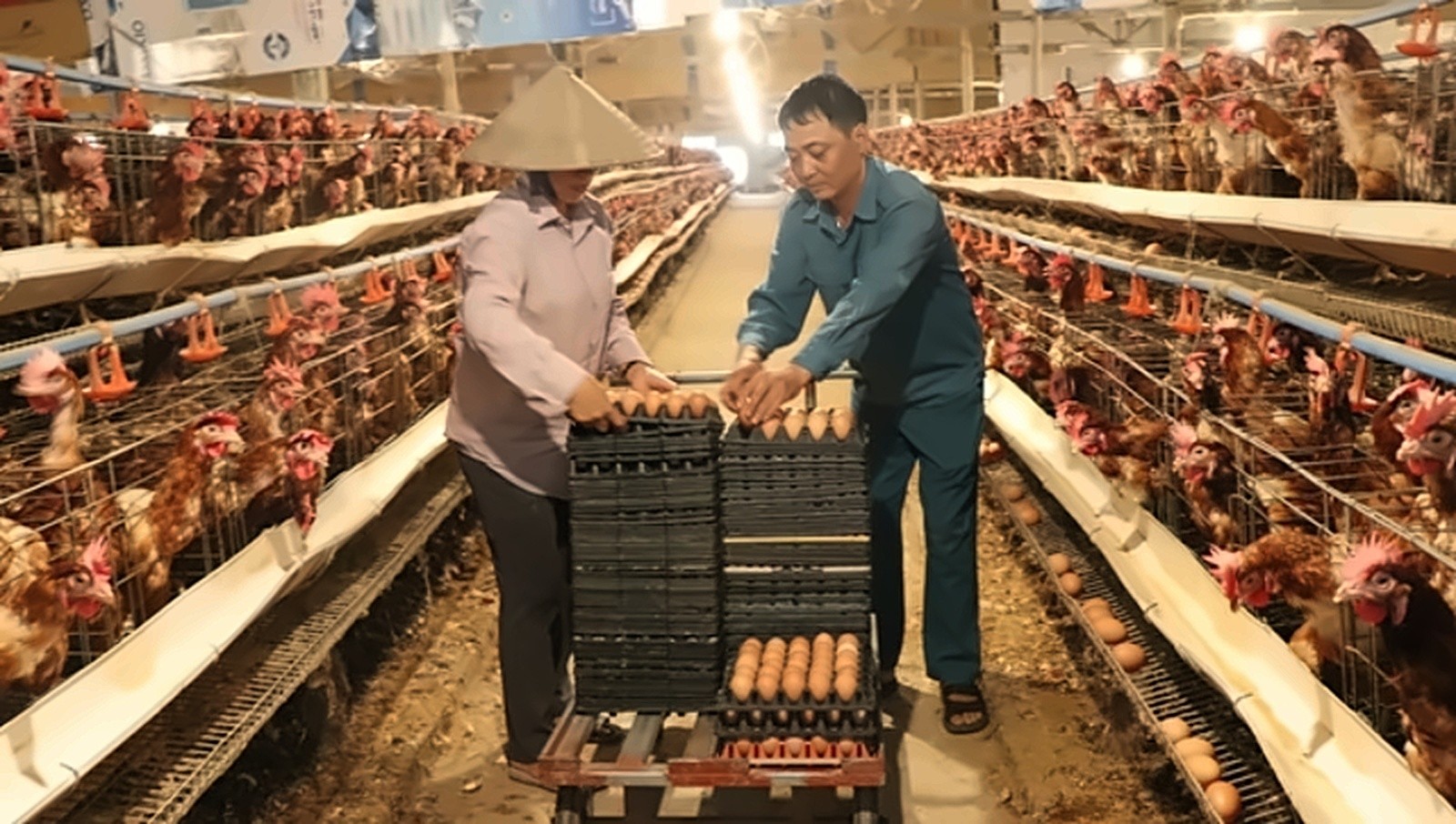 Trang trại trứng gà VietGAP đạt OCOP 3 sao ở xã Thiệu Quang Trang trại trứng gà VietGAP đạt OCOP 3 sao ở xã Thiệu Quang