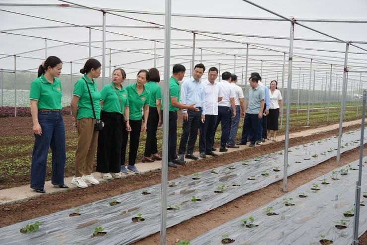 Bát Tràng ra mắt mô hình trồng dâu tây công nghệ cao rộng 2.000m Bát Tràng ra mắt mô hình trồng dâu tây công nghệ cao rộng 2.000m
