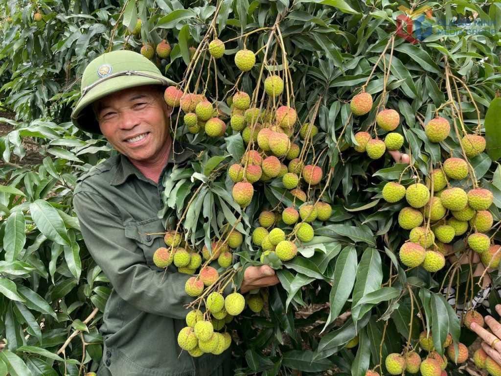 Người dân phấn khởi bên cây vải trĩu quả, thể hiện tiềm năng phát triển sản xuất nông nghiệp, nâng cao thu nhập trong xây dựng nông thôn mới.