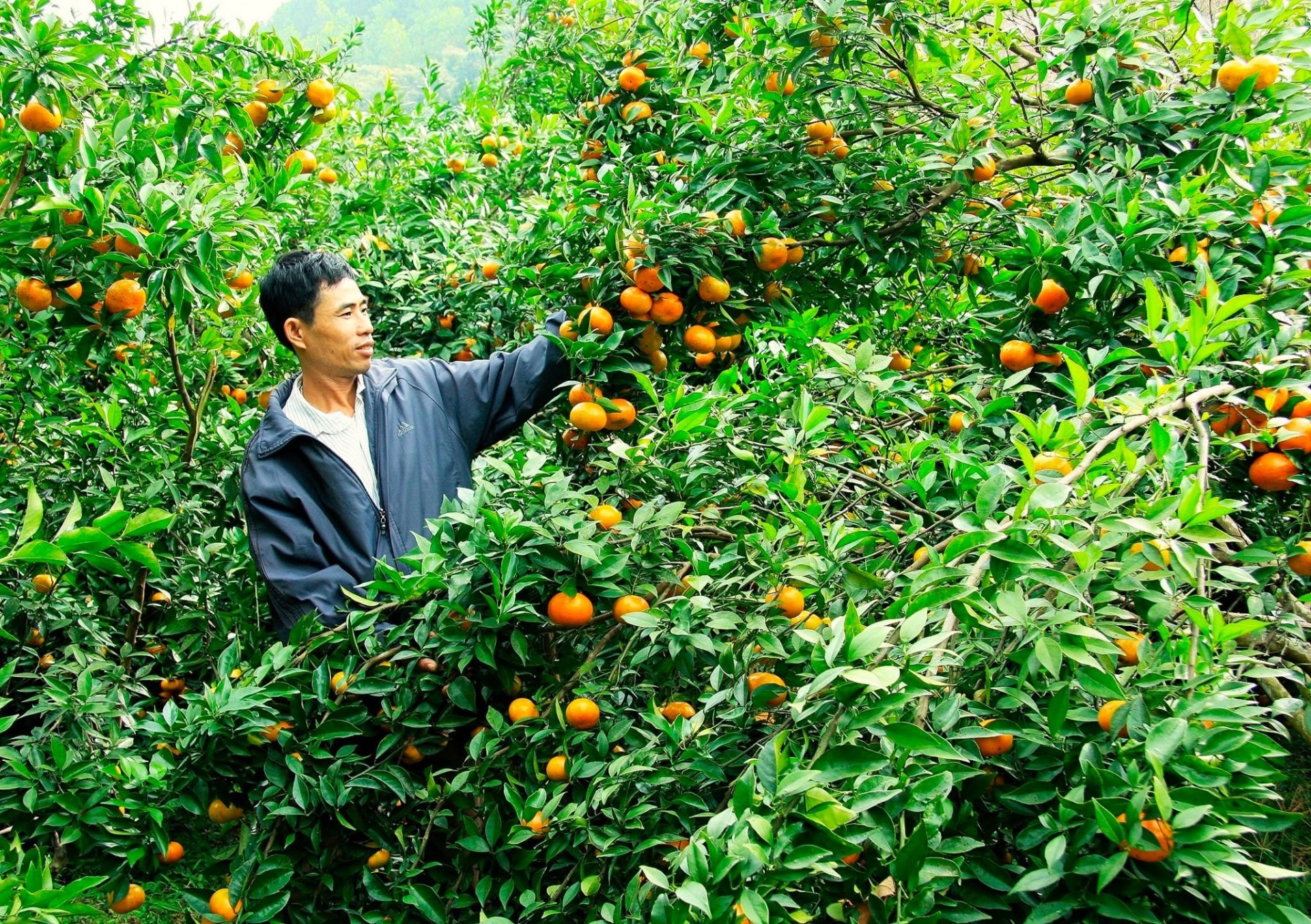 Quảng Ninh: Nâng cao chất lượng xây dựng nông thôn mới giai đoạn 2026- 2030 Quảng Ninh: Nâng cao chất lượng xây dựng nông thôn mới giai đoạn 2026- 2030