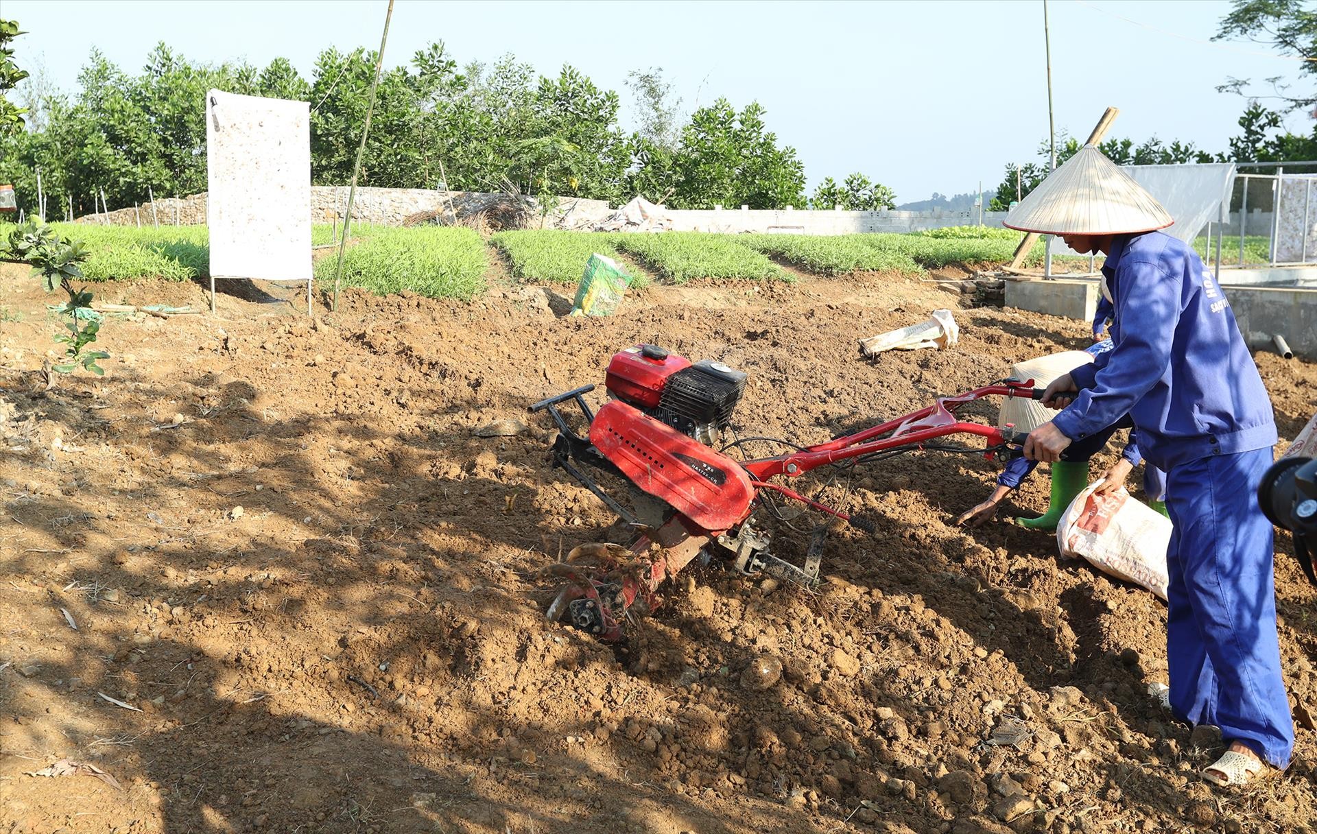 Hợp tác xã Hà Nội gắn sản phẩm với chuỗi giá trị, xây dựng thương hiệu và chứng nhận VietGAP, GlobalGAP, hữu cơ, OCOP