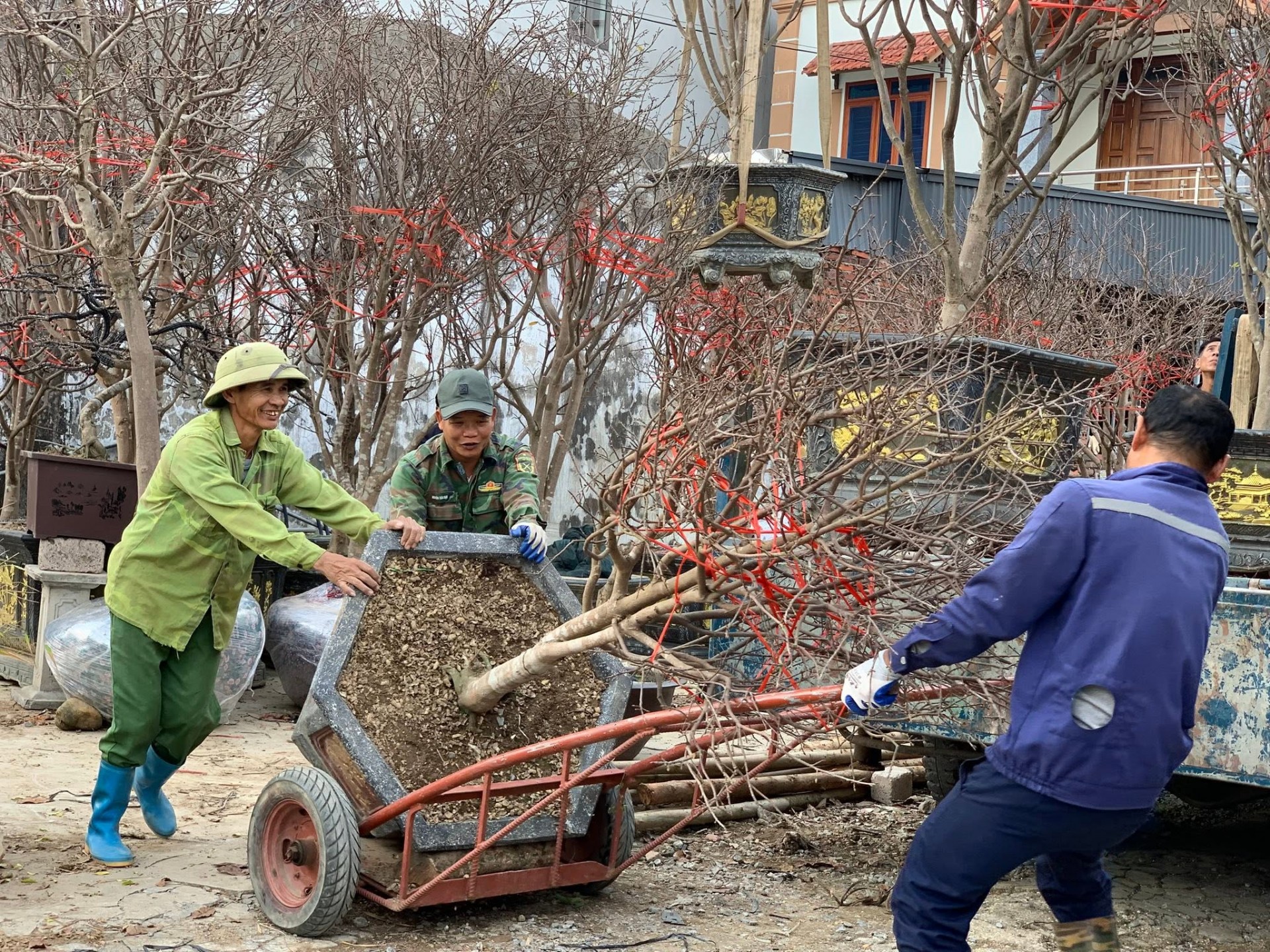 Người dân tất bật vận chuyển, chuẩn bị những cây mai vàng Yên Tử phục vụ thị trường Tết Nguyên đán 2026. Người dân tất bật vận chuyển, chuẩn bị những cây mai vàng Yên Tử phục vụ thị trường Tết Nguyên đán 2026.