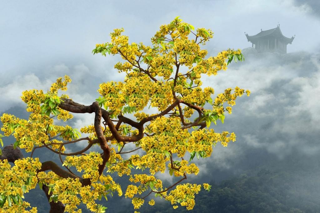 Người dân tất bật vận chuyển, chuẩn bị những cây mai vàng Yên Tử phục vụ thị trường Tết Nguyên đán 2026. Người dân tất bật vận chuyển, chuẩn bị những cây mai vàng Yên Tử phục vụ thị trường Tết Nguyên đán 2026.