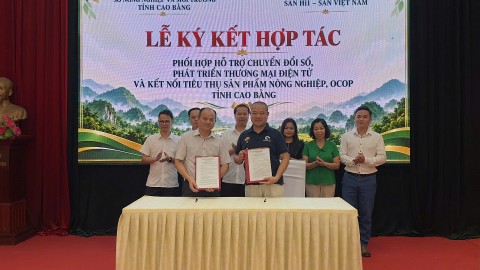 cao bang tim dau ra ben vung cho san pham ocop qua nen tang so va chuoi ban le