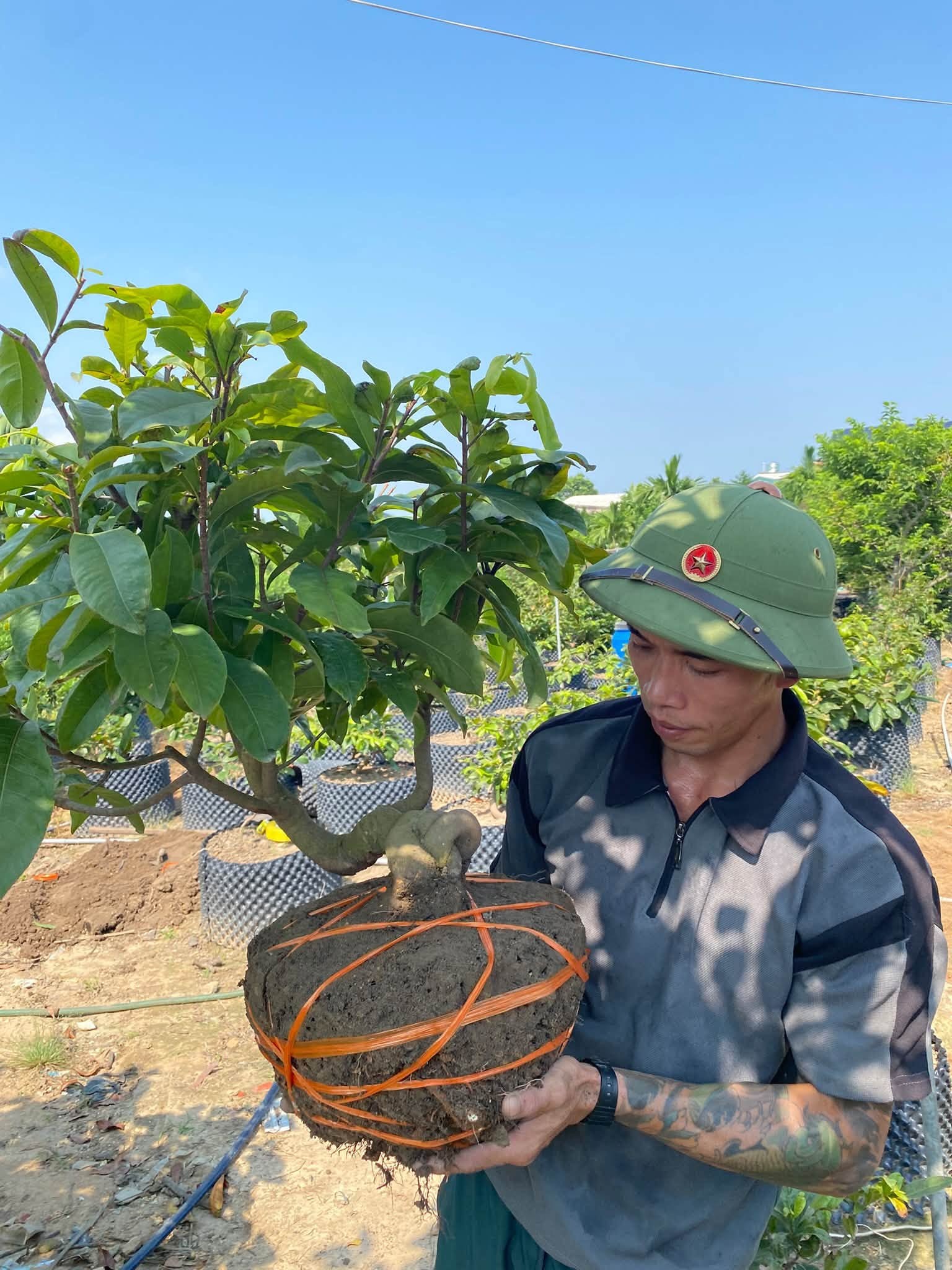 Nghề trồng mai cảnh phát triển, trở thành sinh kế của nhiều gia đình.  