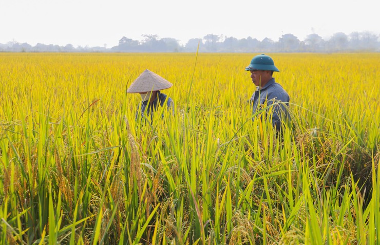 Xã Kiều Phú đưa công nghệ xuống đồng ruộng, nâng cao hiệu quả sản xuất Xã Kiều Phú đưa công nghệ xuống đồng ruộng, nâng cao hiệu quả sản xuất