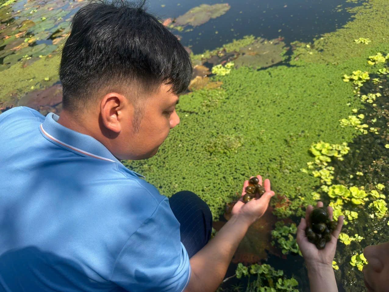 Mô hình nuôi ốc kết hợp trồng cây ăn quả, hoa màu của gia đình ông Nguyễn Bá Thành, thôn Miêng Hạ, xã Ứng Thiên cho hiệu quả kinh tế cao. 