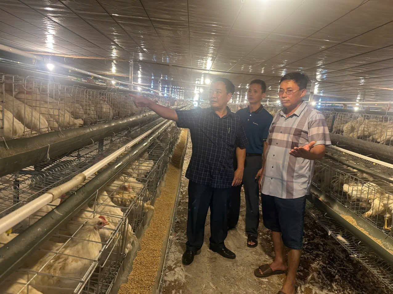 Mô hình chăn nuôi gà đẻ trứng của ông Nguyễn Duy Toản, thôn Song Vũ, xã Ứng Thiên 