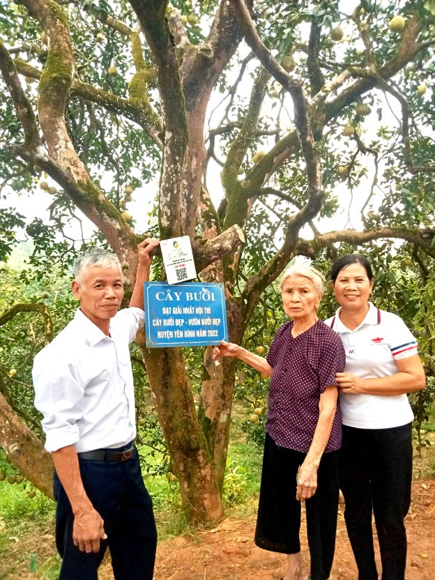 Cụ Phạm Thị Sáng (94 tuổi) và vợ chồng con trai Nguyễn Văn Đông - Nguyễn Lê Hằng Nga bên gốc bưởi cổ 104 tuổi 